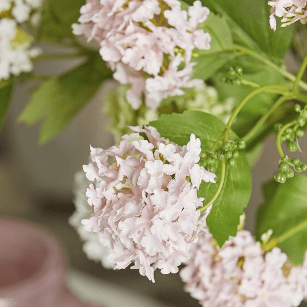 Hovedbilde Viburnum opulus, Lys rosa, 80 cm