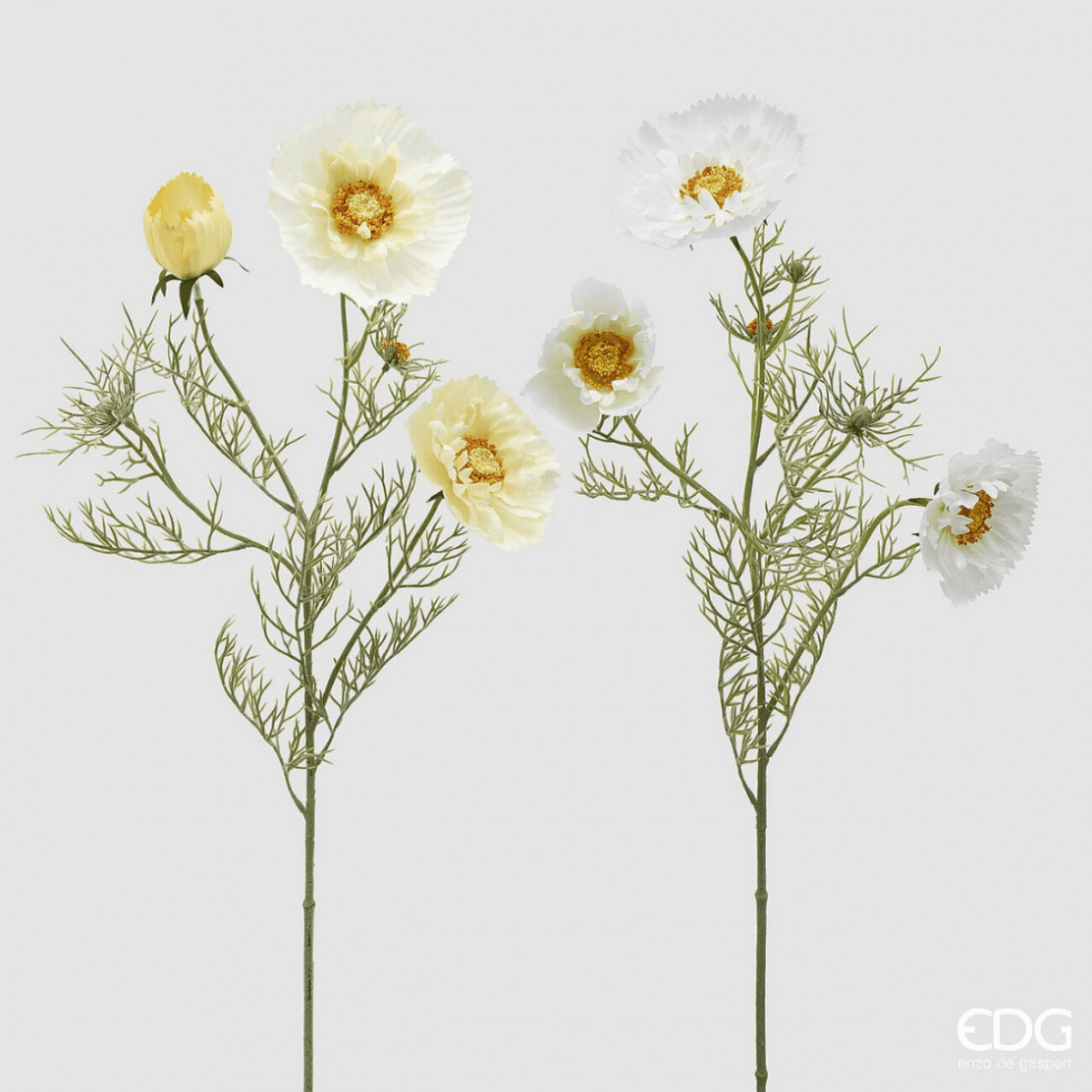 Cosmos, 70 cm